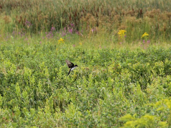 Eastern Kingbird 