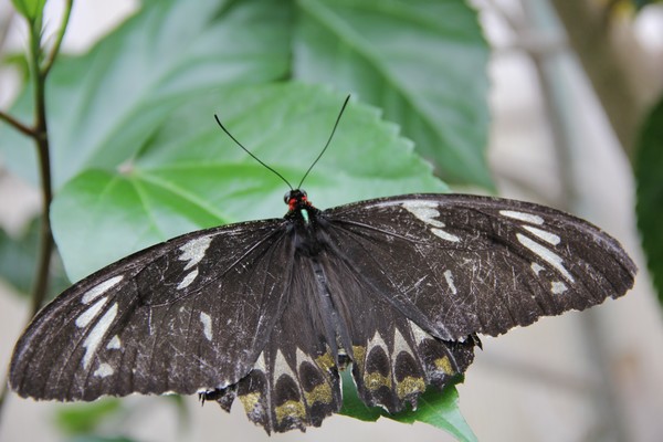 Hanging out- Huge butterfly
