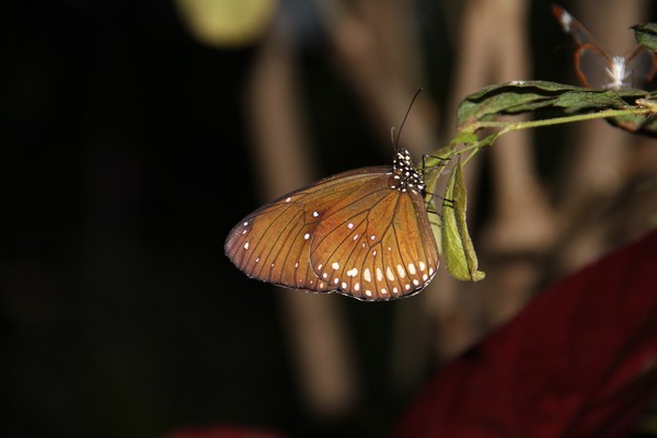 Handsome spotted butterfly