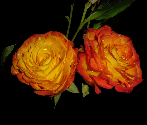 Rose Yellow Orange