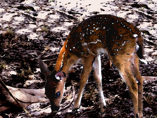 Fawn