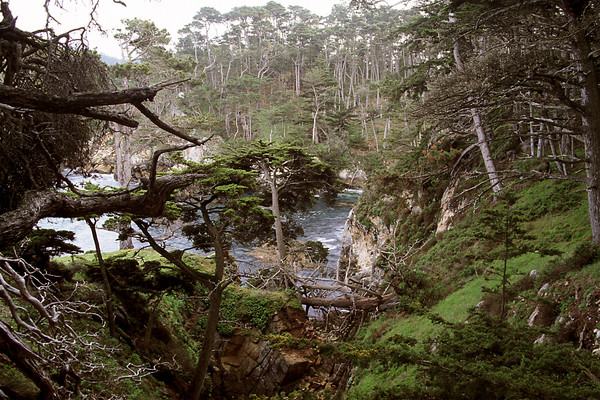 Point Lobos Cove