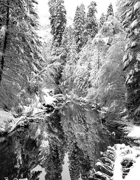 Fallen Tree in Winter