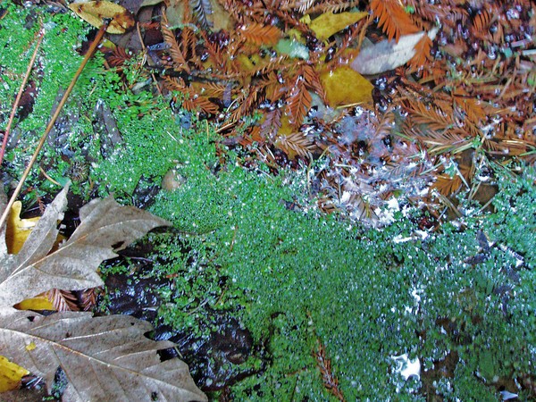 Autumn Colours