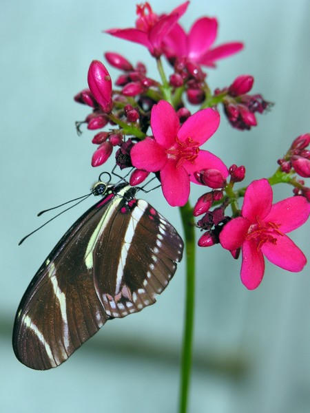 The Butterfly