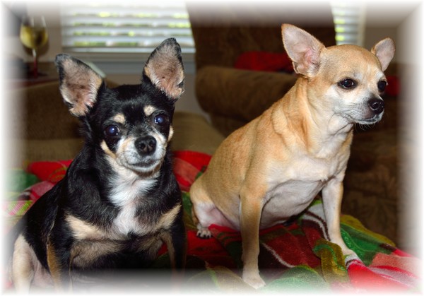 Our Chihuahuas