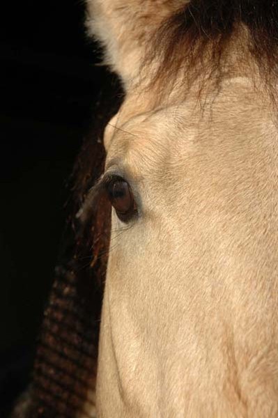 Bucky the Buckskin