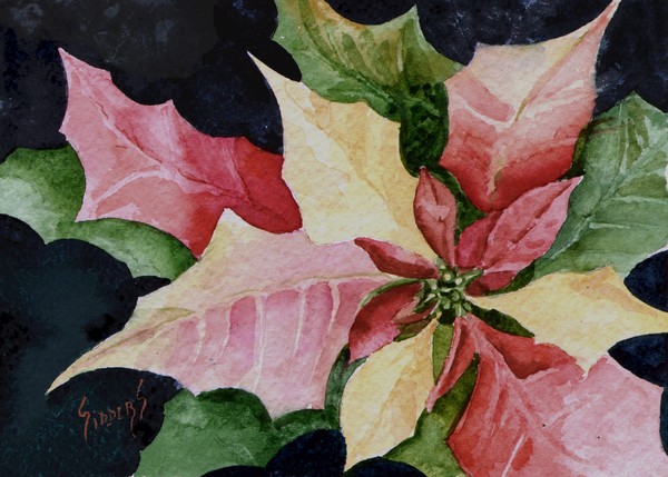 Poinsettia 121002