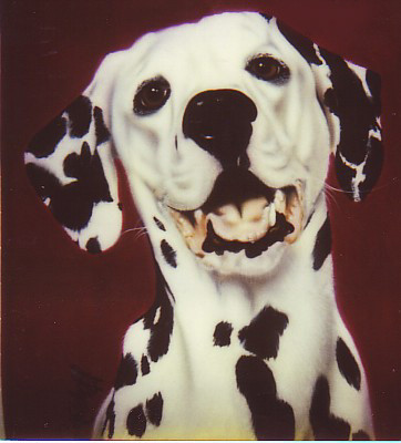 Dalmation