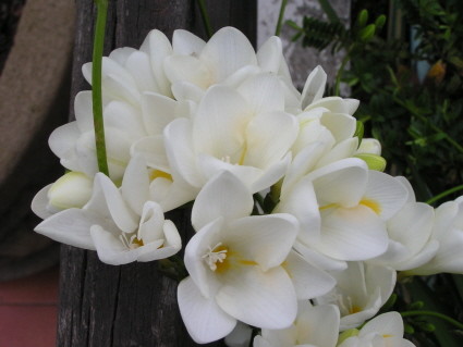 It is always Spring somewhere