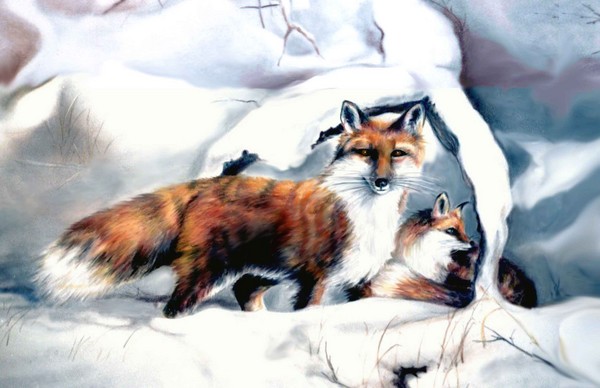 Winter Fox