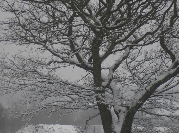  Winter Oak