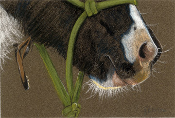 Gypsy Muzzle
