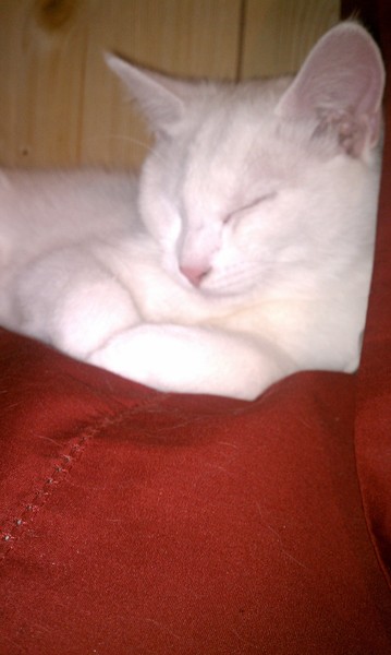 Sleeping Kitty Named Chloe