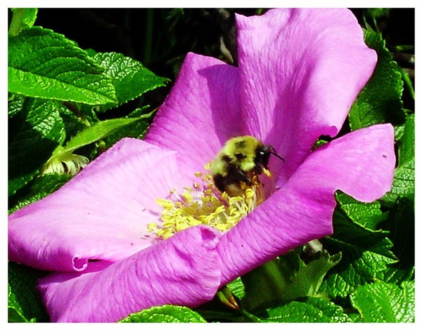 Bee