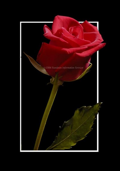 A Rose
