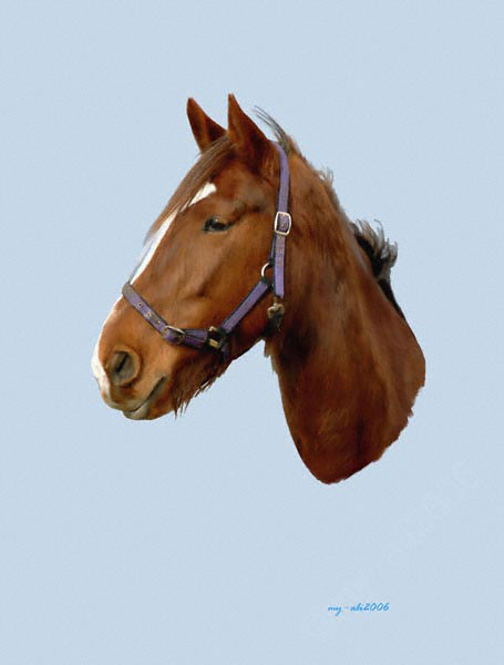 Brown Stallion