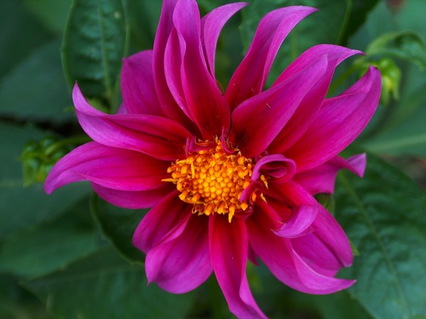 Splash of Colour