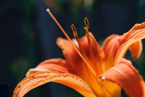 Tiger Lily