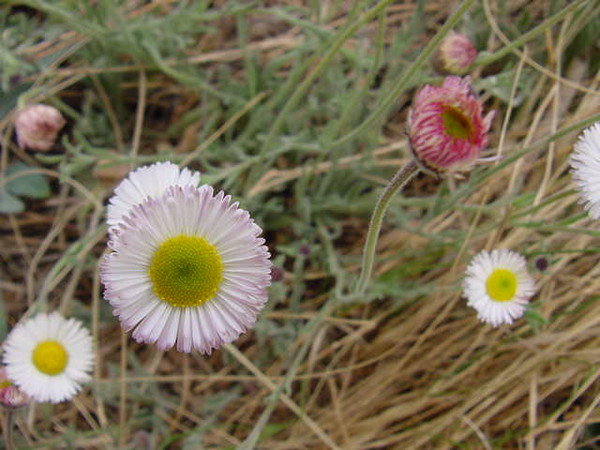 Wild daisies