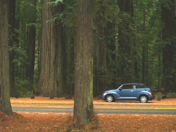The Avenue of the Giants