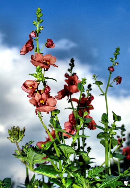 BLUE SKY AND BASKET BLOOMS