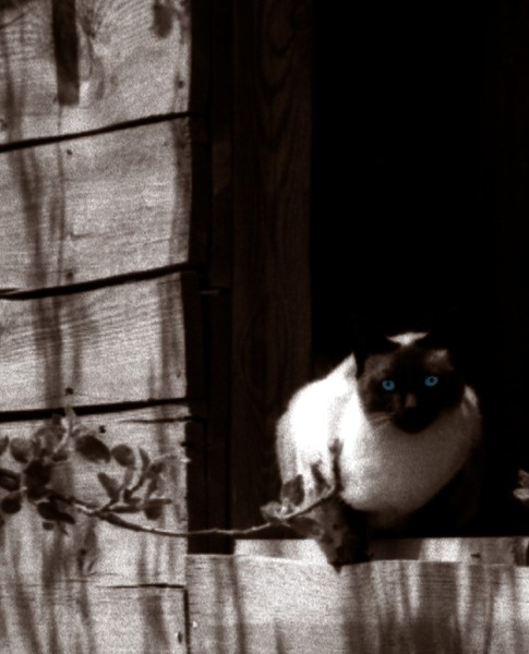 Old Blue Eyes