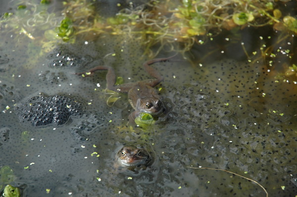 frog and friend