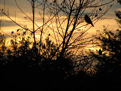 robins roost
