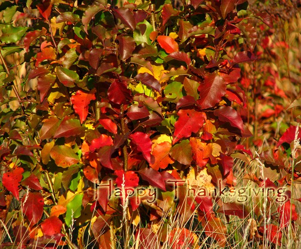 Love this bush color