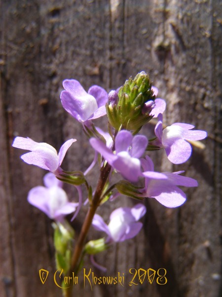 Tiny Wild Flowers