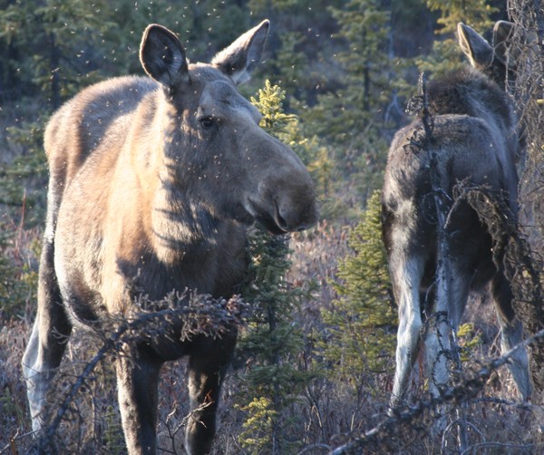 Moose and Mosquitoes