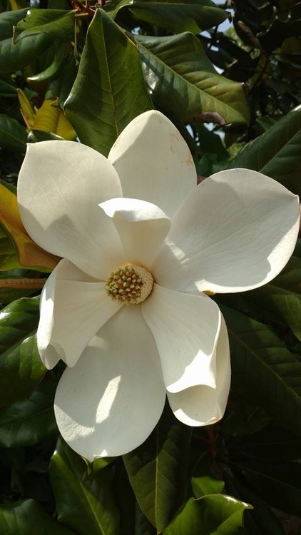Magnolia blooming in my yard