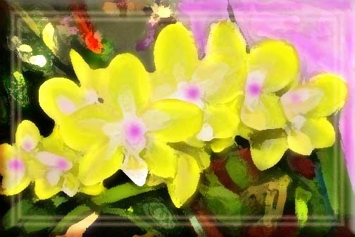 Astec Sun Orchids in the San Miguel Hotel         