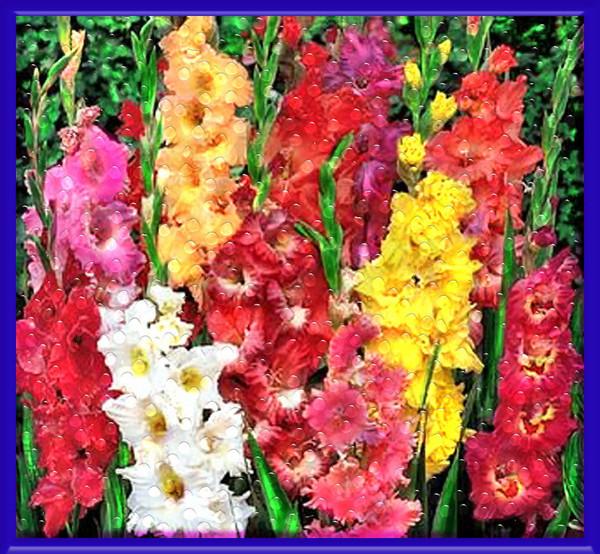 DEWY GLADIOLAS by Miguel Forbus