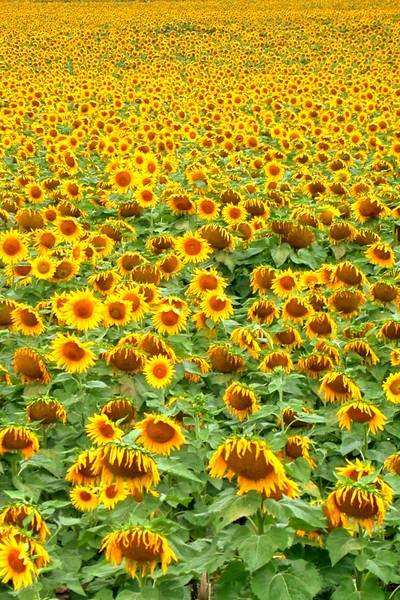 Infinite Sunflowers