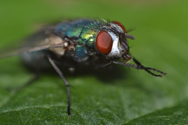blue bottle fly