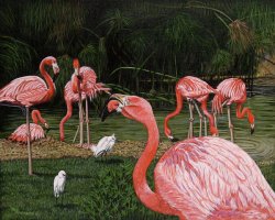 The Beautiful Flamingos