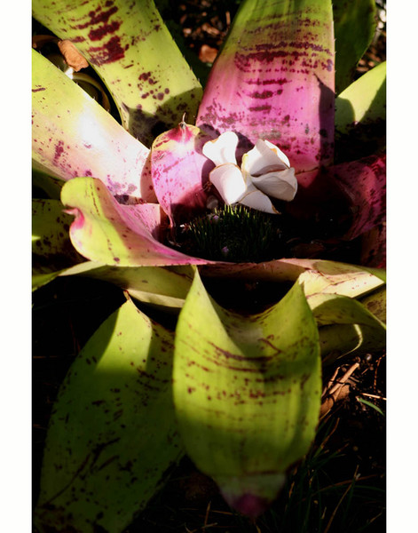 Collection Flower