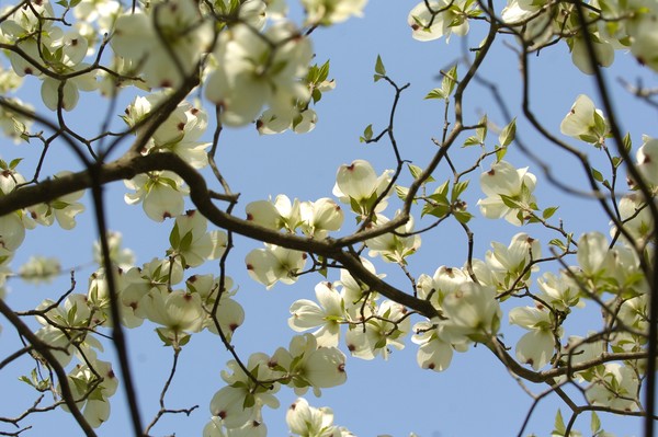 dogwood day