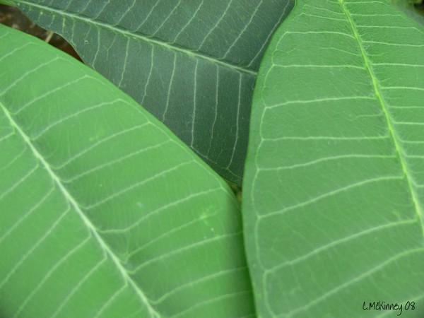 Plumeria Leaf Study (pic1)