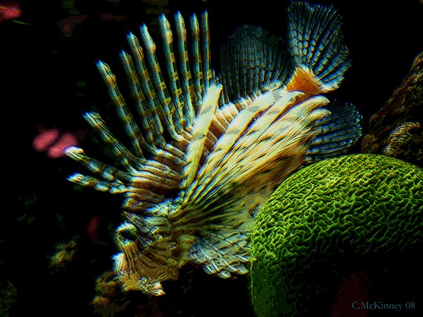 Lion Fish