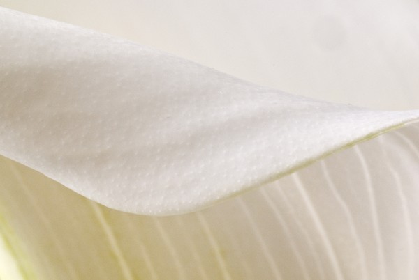 Calla #5