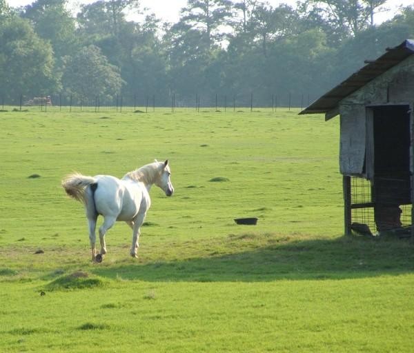 RUNNING HORSE
