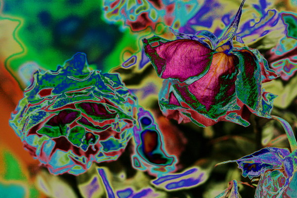 Abstract Roses