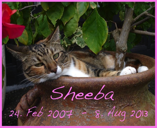 In Loving Memory of Sheeba