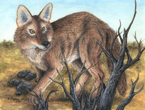 Coyote
