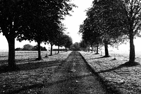 Avenue of Trees