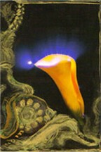 Energy of Flower