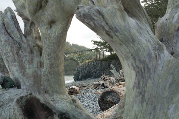 driftwood view